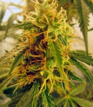 jack_herer_auto.jpg