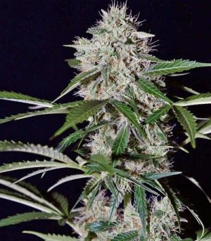 northern_lights_auto.jpg