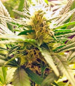 super_bud.jpg