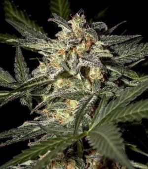 White_Widow_Auto.jpg