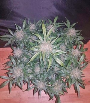 kings_kush_auto.jpg