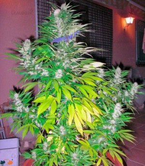 white_widow.jpg white_widow.jpg