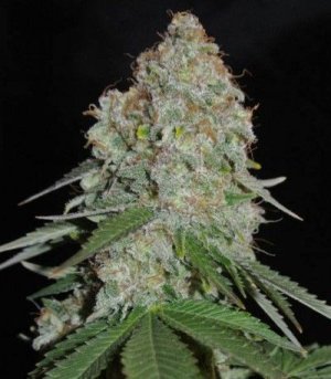 White_Widow_Original.jpg White_Widow_Original.jpg