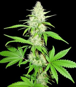 Amnesia_Ganja_Haze.jpg Amnesia_Ganja_Haze.jpg