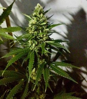 White_Cheese_Auto.jpg