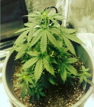 Northern_Lights_Auto.jpg Northern_Lights_Auto.jpg