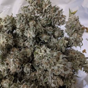 harvest2.jpg