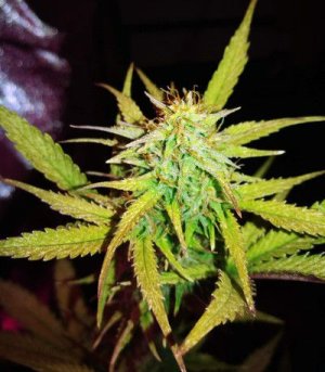 Lemon-ak.jpg