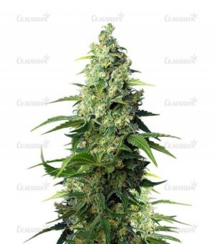 sort-Honey-Peach-CBD-sweetseeds__B69SUYekY7PJHaOS.jpg sort-Honey-Peach-CBD-sweetseeds__B69SUYekY7PJHaOS.jpg
