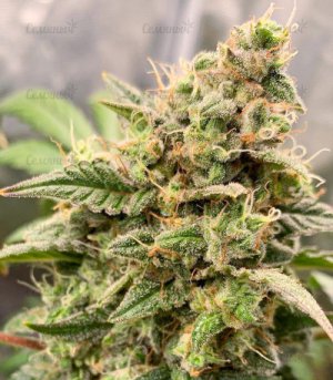 Monster-Gelato-Auto-fem-kannabis__8hHyPnghYlLhWs4R.jpg
