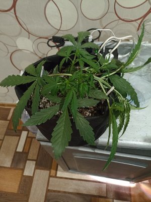 snuNWIo-prY.jpg
