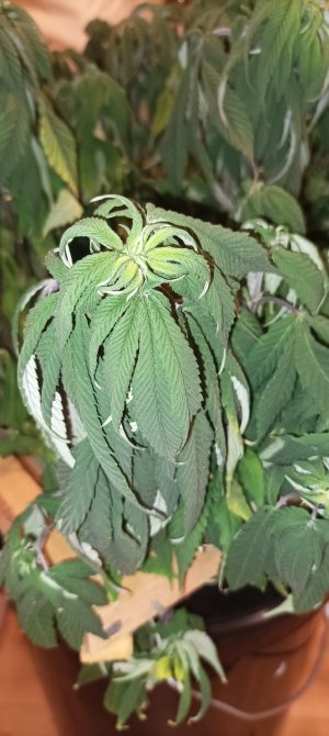 IMG_20250115_010307.jpg