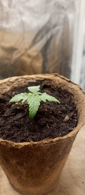 IMG_20250315_092432_792.jpg