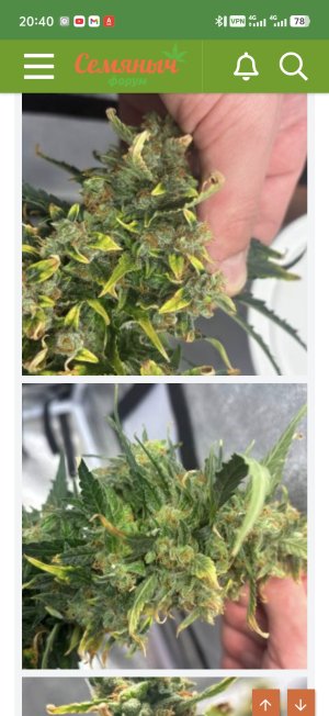 Screenshot_20250404_204012.jpg