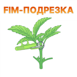 FIM подрезка.png