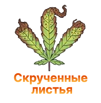 List'ya konopli skruchivayutsya – prichiny i ustranenie.png