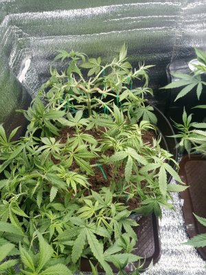 IMG_20250516_145241_849.jpg