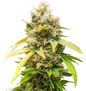 1748267003631.png