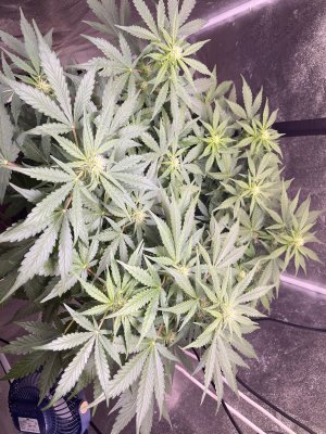 IMG_2237.jpeg