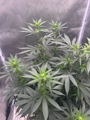 IMG_9811.jpeg
