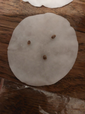 20250604_204434.png
