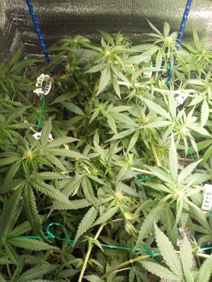 IMG_20250620_000419_506.jpg