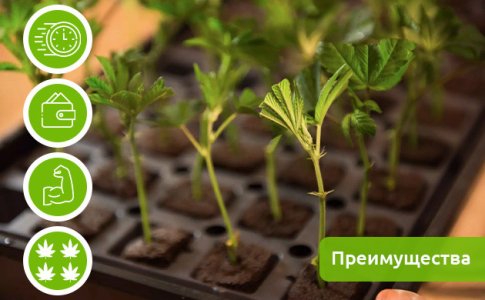 preimushchestva-i-nedostatki-klonirovaniya-kannabisa__9CNPAAZU1nYlSL7Y.jpg