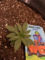 IMG_4136.jpeg
