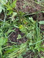 IMG_0502.jpeg