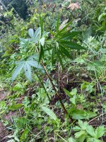 IMG_0517.jpeg