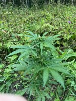 IMG_0518.jpeg