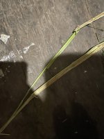 IMG_0172.jpeg
