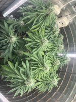 IMG_0069.jpeg