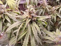 IMG_20250809_182631.jpg