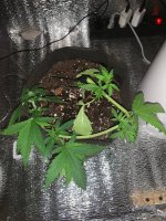 IMG_6660.jpeg