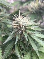 IMG_0086.jpeg