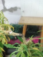 IMG_20250827_071736.jpg