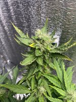 IMG_6828.jpeg