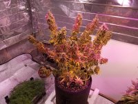IMG_20250915_101105.jpg