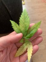 IMG_8287.jpeg