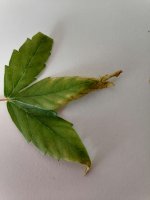 IMG_20250918_075236.jpg