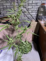 IMG_0567.jpeg