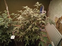IMG_20250926_203656_596.jpg