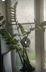 IMG_8735.jpeg