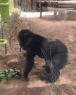 tusareve-monkey.gif