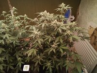 IMG_20251001_212312_438.jpg