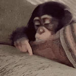 sad-monkey.gif