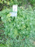 IMG_20251004_072132_176.jpg