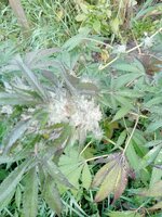 IMG_20251004_075955_129.jpg