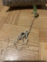 IMG_8810.jpeg
